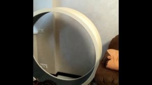 Беговое колесо для кошек, открытое. Кототрек-тренажер.