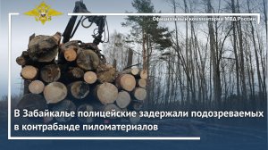 Ирина Волк: В Забайкалье полицейские задержали подозреваемых в контрабанде пиломатериалов