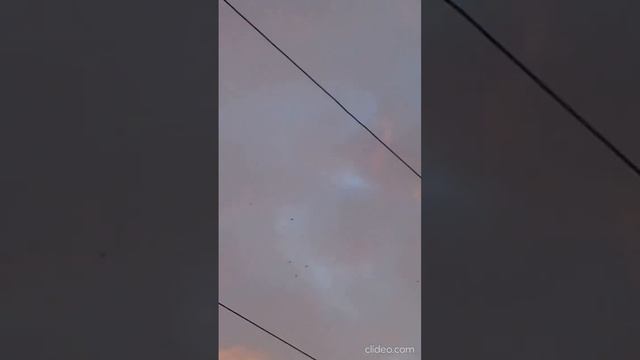 Красочный рассвет и стаи ворон и грачей в феврале.