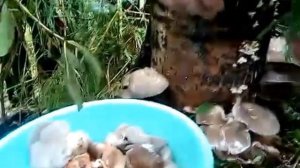 сбор первого урожая вешенки с пеньков