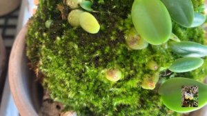 Орхидеи на блоках. Часть 1 .Моя мини коллекция орхидей. Уход.