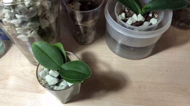 Полив орхидей в открытой и закрытой системах подробно смотреть онлайн