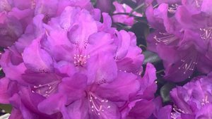 Rhododendron: Lee’s Dark Purple; Purple Passion; Catawbiense Boursault; Minnetonka 四款紫色大叶杜鹃