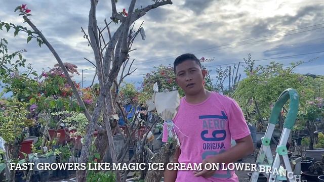 easy way to plant and graft a blooming giant bougainvillea tree смотреть онлайн