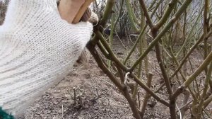 Bесенняя обрезка куста розы Айсберг (rose Iceberg) / Rozi Mira