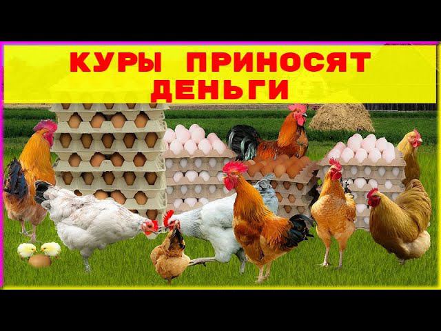 Куры не только как бизнес