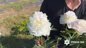 Blush Queen peony. Блаш Квин пион. Пулков сад