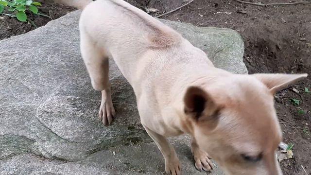Aurora 5 month old Thai Ridgeback puppy for sale