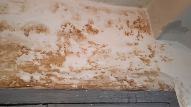 Что Делать Если Стены Плачут Убираем плесень смотреть онлайн