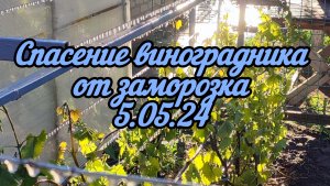 Заморозок на винограднике на Пасху 5 мая 2024 года