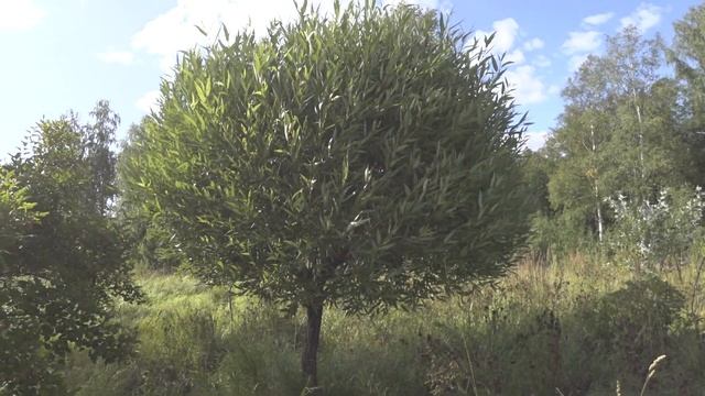 Поездка на Кордон. Капелька в Океане или Рассказ о Добром Человеке смотреть онлайн