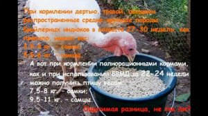 Как сделать самому полнорационный корм для индюков.