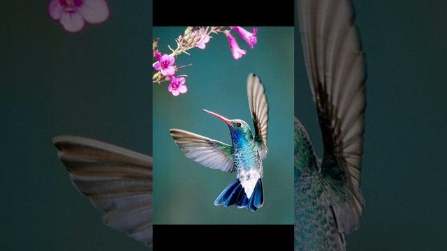 КОЛИБРИ. Маленькое чудо. Hummingbird. Small miracle #hummingbird#колибри#