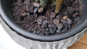 НЕ РАСТЁТ ЗАМИОКУЛЬКАС? - ЕСТЬ РЕШЕНИЕ! КАК УСКОРИТЬ РОСТ ЗАМИОКУЛЬКАСА (Долларовое дерево)