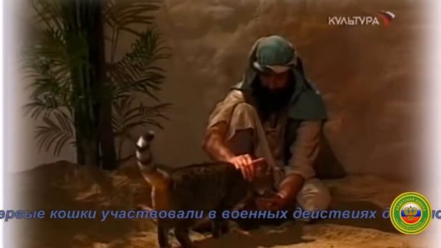 Презентация к исследовательской работе по истории "Роль животных в истории военных действий" смотреть онлайн