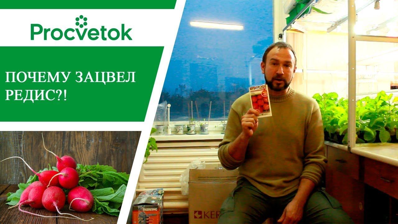 Растения короткого и длинного дня. В чем разница?
