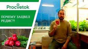 Растения короткого и длинного дня. В чем разница?