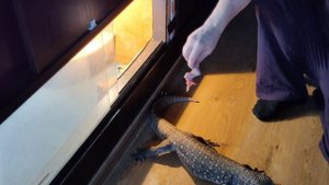 Капский Варан (Varanus exanthematicus),когда хозяин забыл купить мышку.