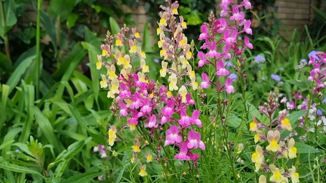 Coastal Garden Plant Identification Vlog смотреть онлайн