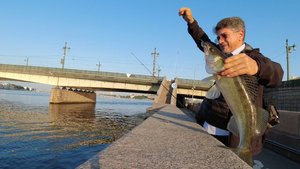 Судак на Неве |август 2024 06-30 утра