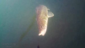 Рыбалка? Атаки Судака Сазана Жереха Щуки на разные приманки ? Подводная съёмка Реакция рыбы