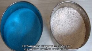 Подмерзла груша — что делать