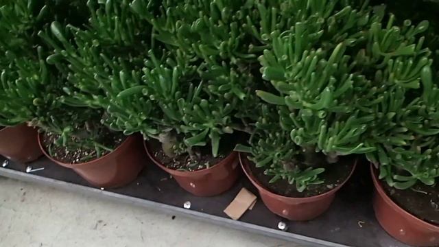 Crassula ovata ´Hobbit´ смотреть онлайн