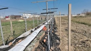 Лучшая Шпалера для Винограда со свисающим приростом/Шпалера Двухплоскостная/Сад и огород с опытом/