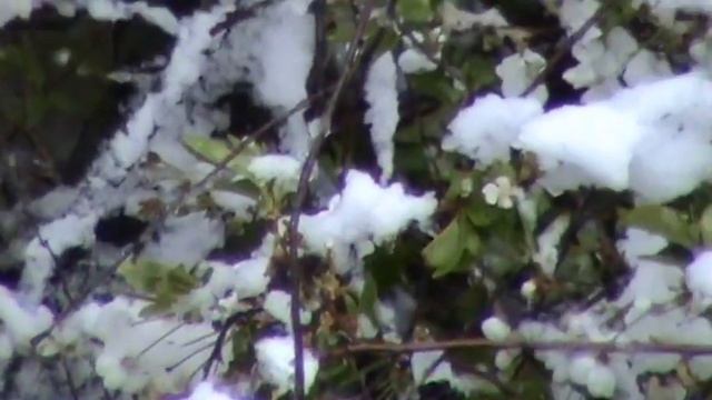 Снег накрыл цветущие деревья что будет!!! смотреть онлайн