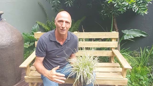 Plant of the week for 15 January 2022 is the Anthericum Starlight смотреть онлайн