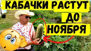 Как продлить плодоношение кабачков до поздней осени #27
