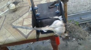 Станок для обрезки чеснока своими руками