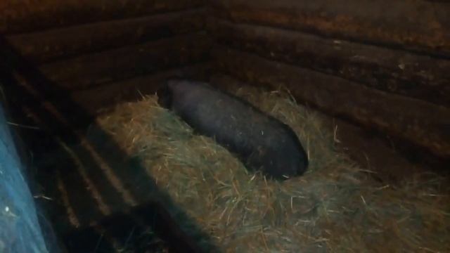 ПРАВИЛЬНЫЙ И НЕ ПРАВИЛЬНЫЙ ОПРОС У СВИНЬИ/ПРОБЛЕМЫ ПРИ ОПОРОСЕ/ОПОРОС У ВЬЕТНАМСКИХ СВИНЕЙ/ПОРОСЯТА смотреть онлайн