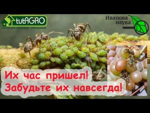 Как избавиться от муравьев, ос и мух в саду. Защита дерева копеечным способом. Забудете навсегда!