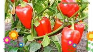 Перец сладкий Калифорнийское чудо. Краткий обзор, описание характеристик Kaliforniiskoe chudo