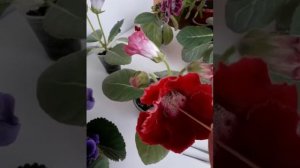 Опыление глоксинии