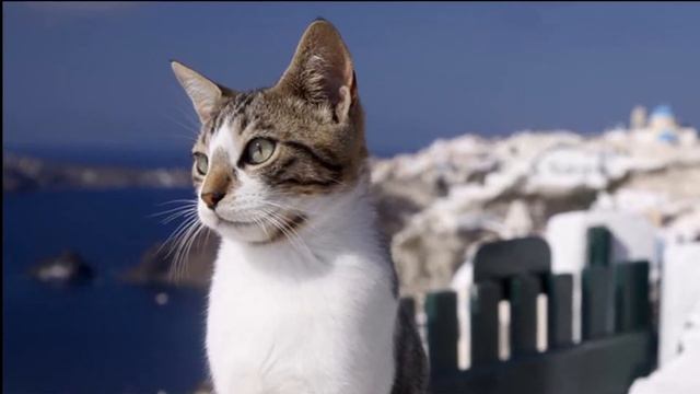 Эгейская кошка