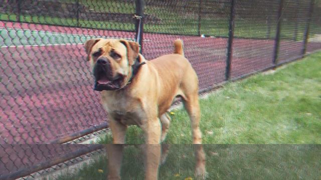A GIGANTIC 200LB #BOERBOEL #mastiff #eliteboeboel смотреть онлайн