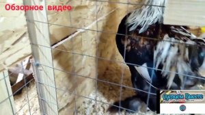 Зимний курятник своими руками. Следим за зимовкой наших кур и цыплят (обзорное в