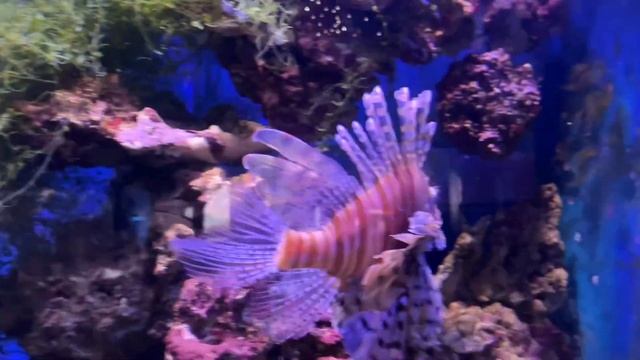 Мурена-царица подводного мира. смотреть онлайн