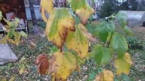 Обработка участка от вредителей и болезней осенью