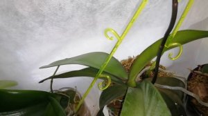 Как нарастить листья и корни орхидее, и  не допустить ошибок, а также как вырастить детку.