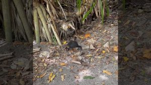 Riu Atoll Maldives 2023