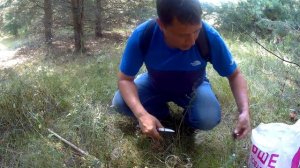 Сбор рыжиков в августе: полезные советы. Рыжики – где и как их искать? Секреты сбора рыжих грибов.