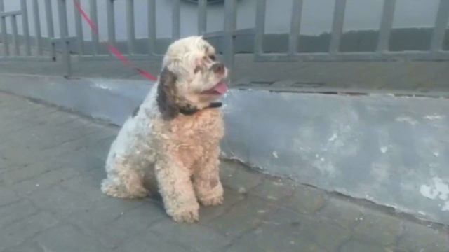 Бишон-фризе Собака Домашние животные Bichon Frise Dog Pets 狗 कुत्ता 犬 개 كلب Ит It Hund Perro Chien смотреть онлайн