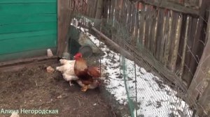 Купили петуха