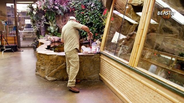 'Snake God' Wrestles 20ft Pythons | BEAST BUDDIES смотреть онлайн