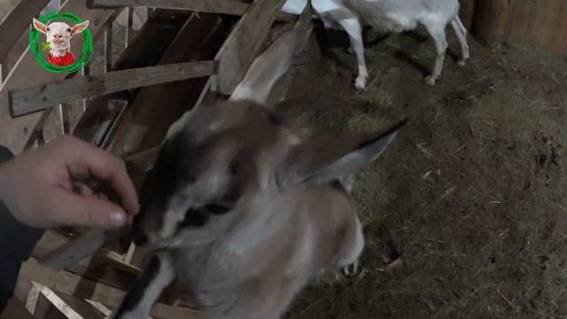 Секрет успеха! Обзор наших коз за 11 минут смотреть онлайн