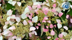 Kletterhortensie, Spalthortensie - Königinnen des Schattens