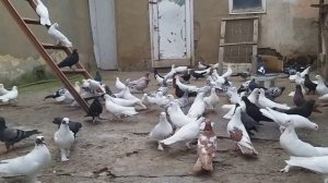 #Pigeon #Дагестан.  Бакинские голуби Арухова Романа!